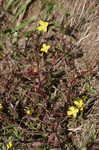 Narrowleaf primrose-willow